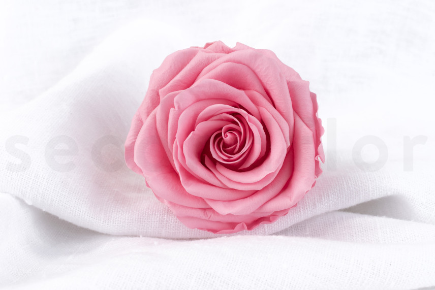 Rose Verdissimo Premium Stabilisiert - Verpackung 4 St. - Pastel Pink