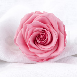 Rosa preservada Verdissimo Premium - Caja de 4 - Pastel Pink