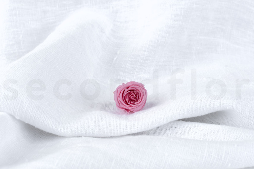 Rosa Princesa Preservada - Caja de 16 - Pastel Pink