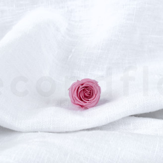 Rosa Princess Stabilizzata - Scatola da 16 - Pastel Pink