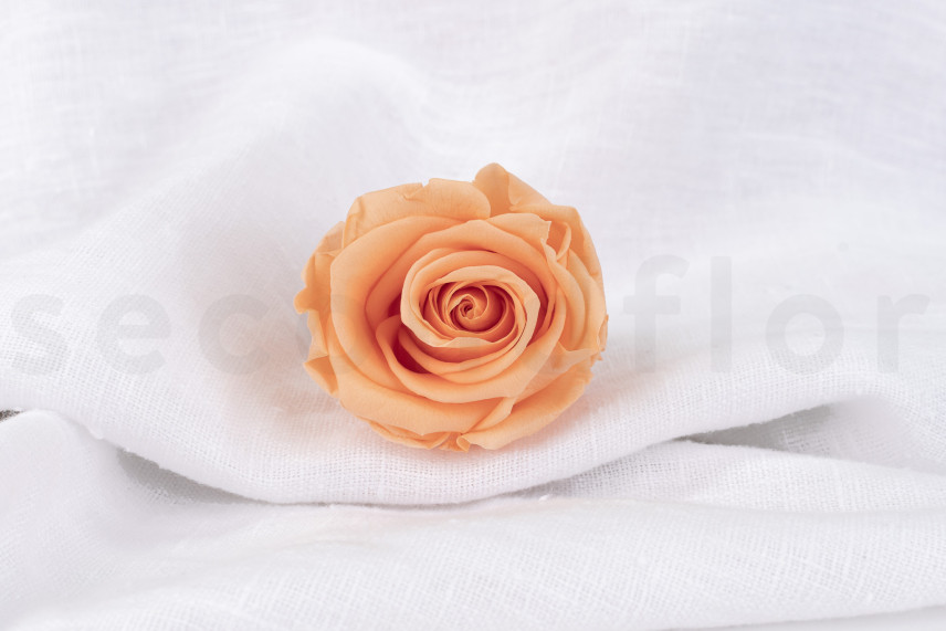 Rosa preservada Verdissimo L - Caja de 6 - Peach