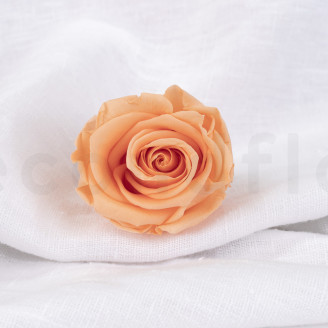 Rosa preservada Verdissimo L - Caja de 6 - Peach