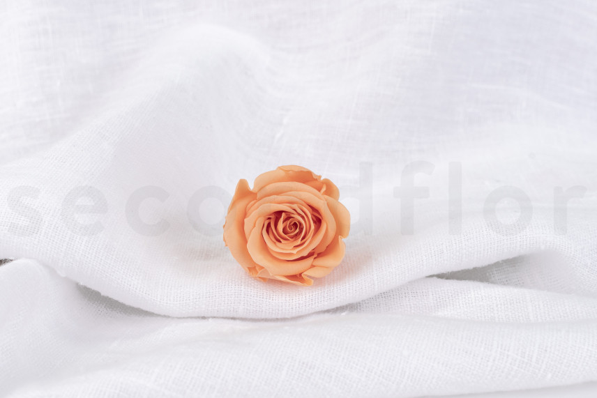 Rosa preservada Verdissimo M - Caja de 12 - Peach