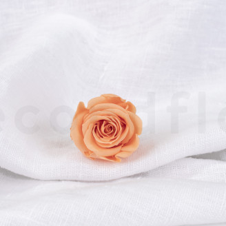 Rose stabilisée Verdissimo M - Boîte de 12 - Peach