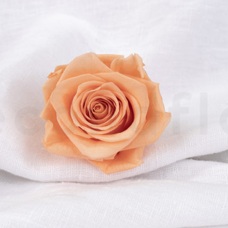 Rose stabilisée Verdissimo XL - Boîte de 5 - Peach