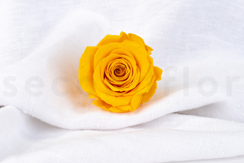 Rosa preservada Verdissimo XL - Caja de 5 - Warm Yellow
