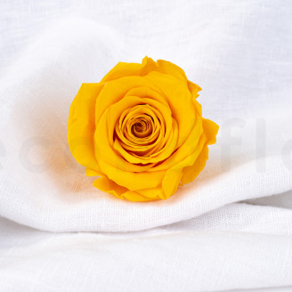 Rose stabilisée Verdissimo XL - Boîte de 5 - Warm Yellow