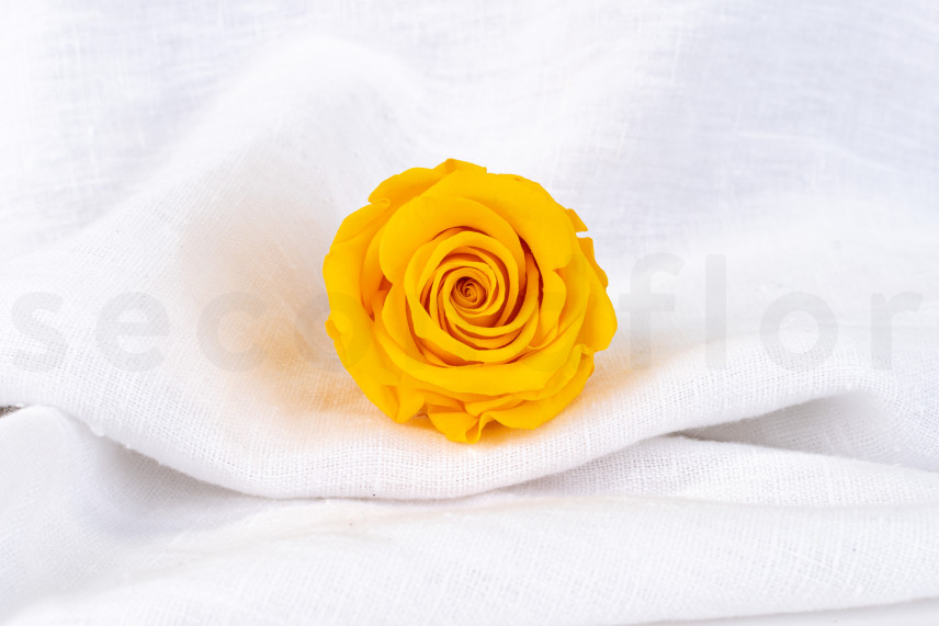 Stabilized rose Verdissimo L - Box of 6 - Warm Yellow
