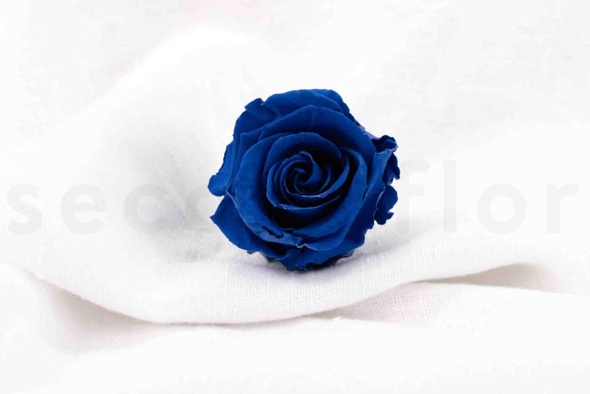 Rose stabilis&eacute;e Verdissimo L - Bo&icirc;te de 6 - Dark Blue