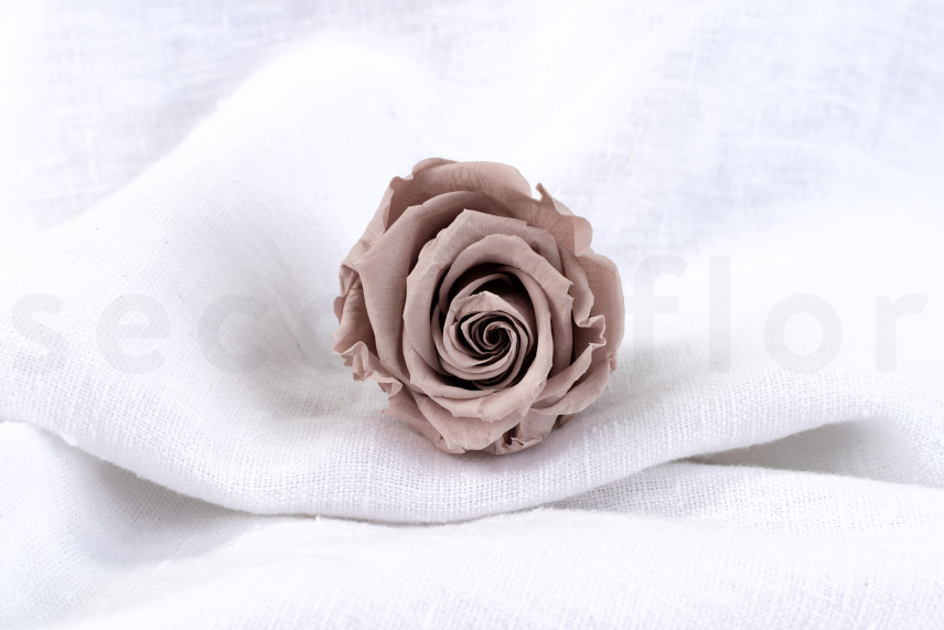 Rose stabilis&eacute;e Verdissimo L - Bo&icirc;te de 6 - Hazelnut