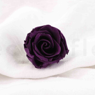 Stabilisierte Rose Verdissimo L - Verpackung 6 St. - Pourpre