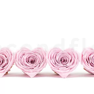 Rosa stabilizzata a Forma di Cuore Rosa (x4)
