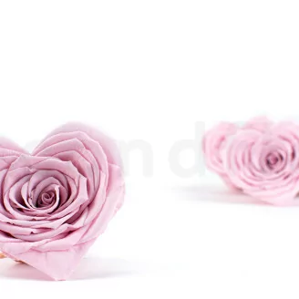 Konservierte Rosenherz Rosa (x4)