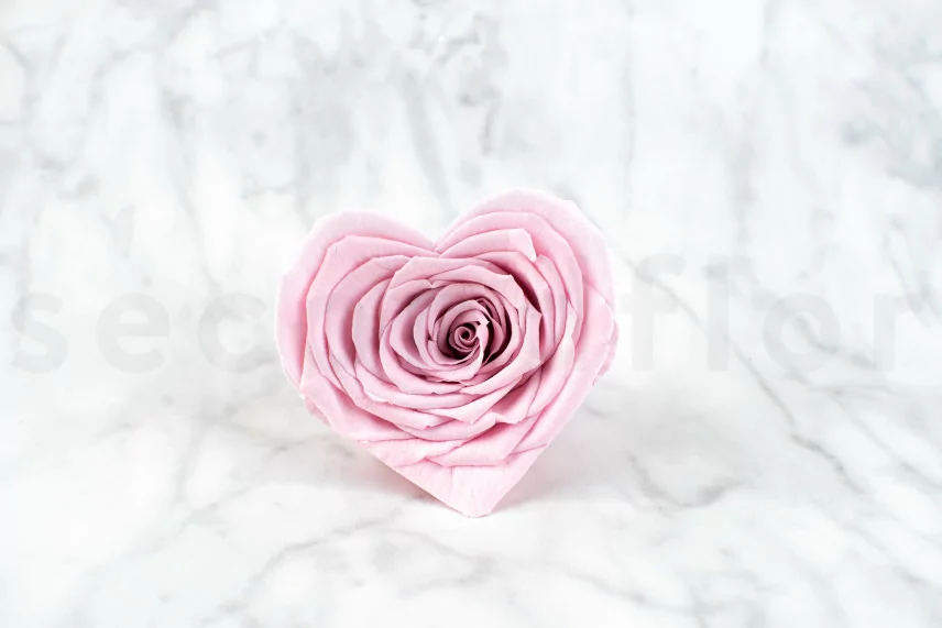 Konserviertes Rosenherz - Verpackung 4 St. - Rosa