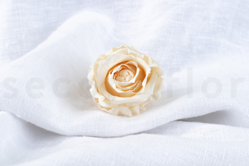 Stabilized rose Verdissimo L - Box of 6 - Champagne