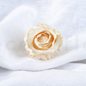 Rosa stabilizzata Verdissimo L - Scatola da 6 - Champagne