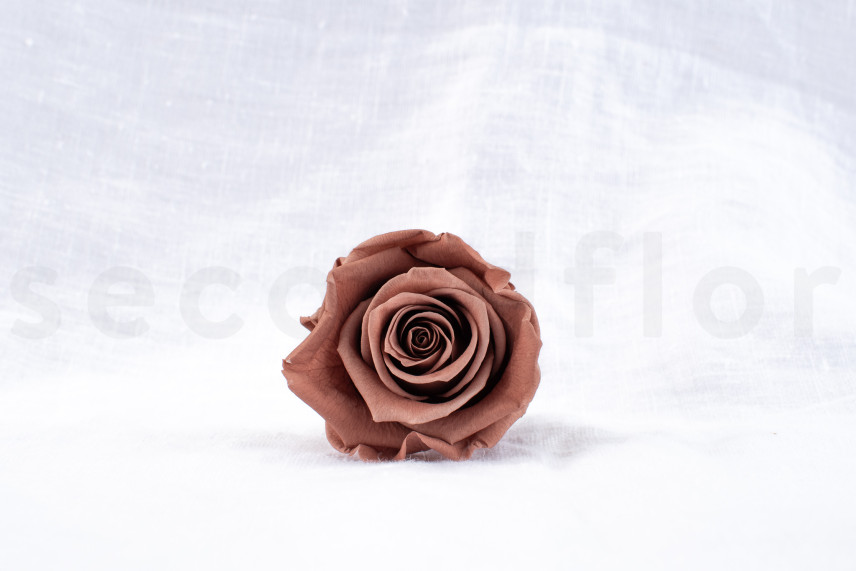 Rose stabilis&eacute;e Verdissimo L - Bo&icirc;te de 6 - Mocha Cocoa