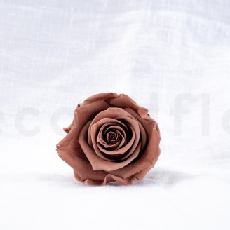 Rosa stabilizzata Verdissimo L - Scatola da 6 - Mocha Cocoa
