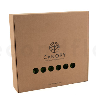 Musgo helecho preservado - Caja - Verde