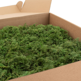 Fern Moss Preserved - Box - Green