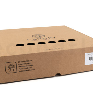 Fern Moss Preserved - Box - Green