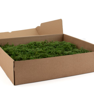 Musgo helecho preservado - Caja - Verde