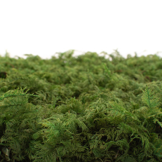 Musgo helecho preservado - Caja - Verde