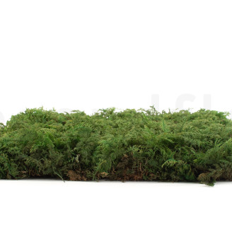 Muschio di felce preservato - Scatola - Verde