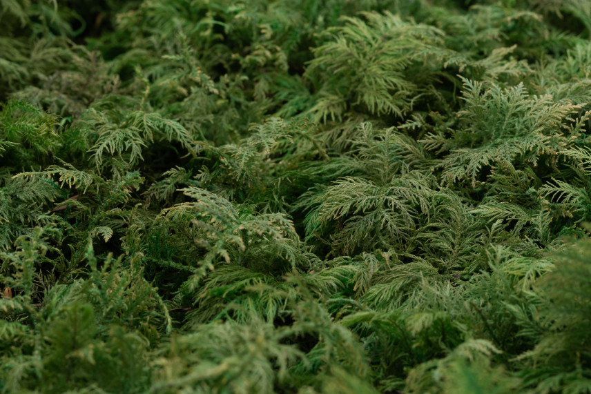 Fern Moss Preserved - Box - Green