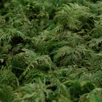 Muschio di felce stabilizzato - Scatola - Verde