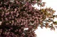 Preserved Heather Light Pink 2