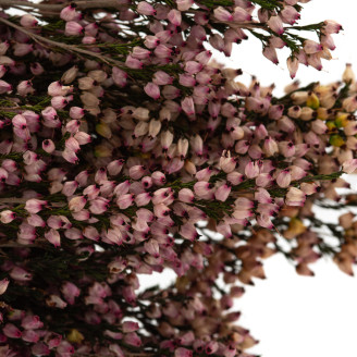Bruyère stabilisée - Bouquet - Rose