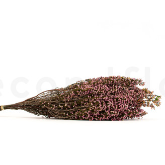 Preserved Heather - Bouquet - Pink