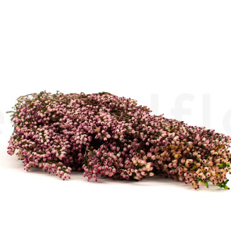 Erica stabilizzato - Mazzo - Rosa