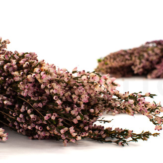 Brezo Preservado - Ramo - Rosa