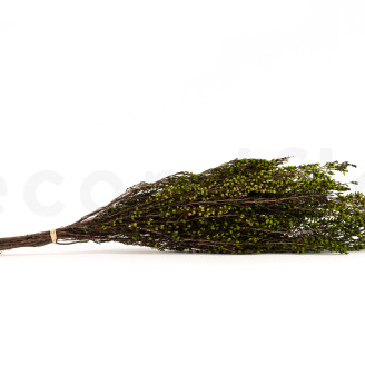 Erica stabilizzato - Mazzo - Verde