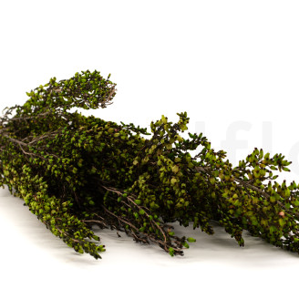 Bruyère stabilisée - Bouquet - Vert