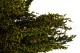 Preserved Heather Green 2