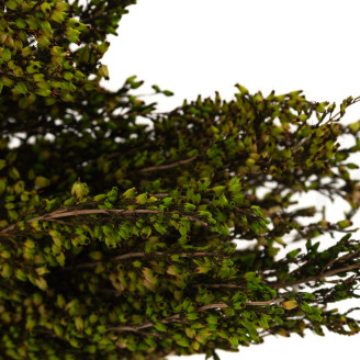 Erica stabilizzato - Mazzo - Verde