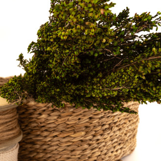 Bruyère stabilisée - Bouquet - Vert