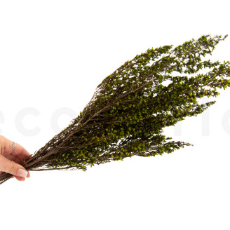 Erica stabilizzato - Mazzo - Verde