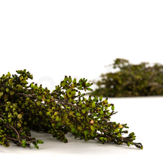 Bruyère stabilisée - Bouquet - Vert