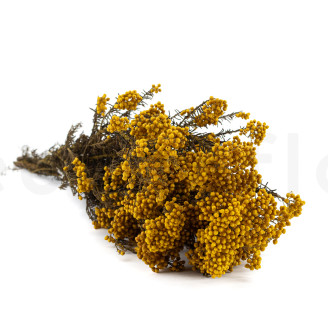 Diosmi Stabilized - Bouquet - Yellow