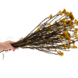 Diosmi Stabilis&eacute; - Bouquet - Jaune