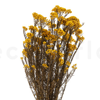 Diosmi Stabilized - Bouquet - Yellow