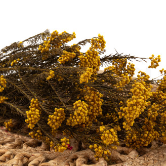 Diosmi Stabilis&eacute; - Bouquet - Jaune