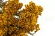 Diosmi stabilis&eacute; Jaune 4