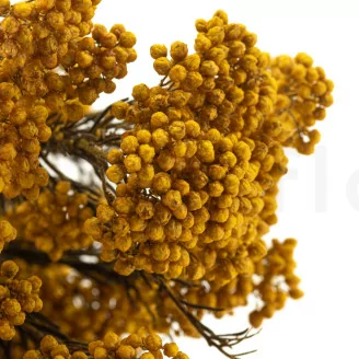 Diosmi stabilizzato Giallo