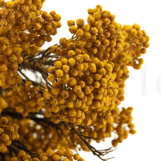 Diosmi stabilizzato - Mazzo - Giallo