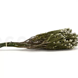 Coton Phylica stabilis&eacute;